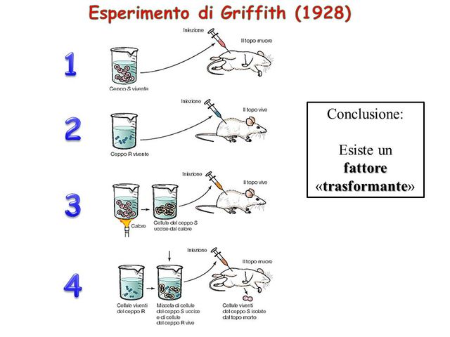 L'esperimento di Griffith
