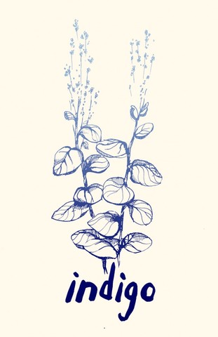 Indigo Plant