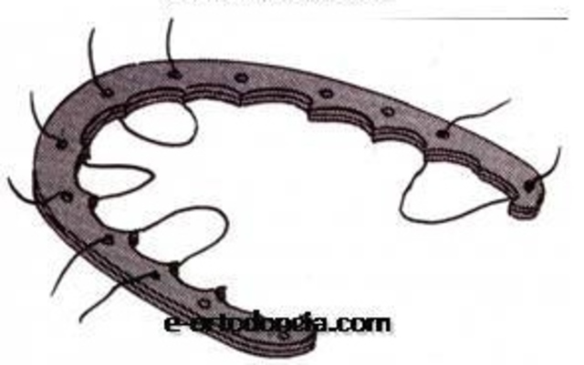 Primeros tratamientos ortodóncicos.