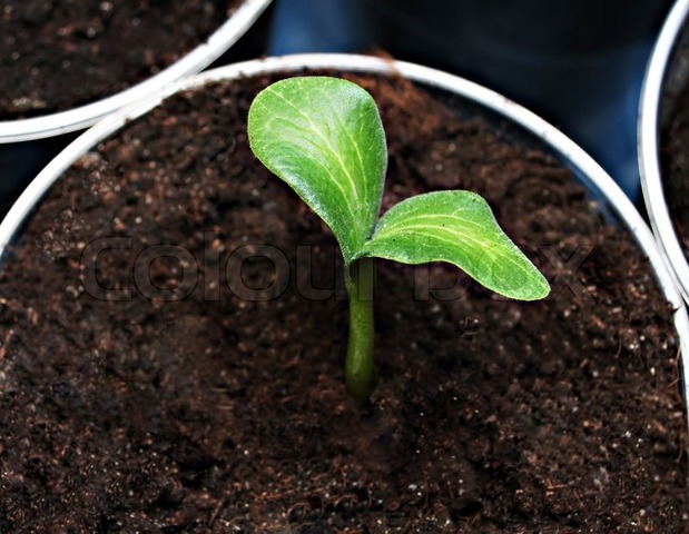 Seedling