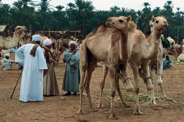 Tidligste landbrug i Ægypten