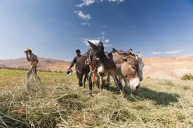 Farming Begins in the Middle East