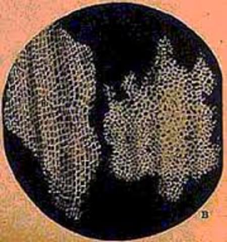 Observación de la primera célula por Robert Hooke