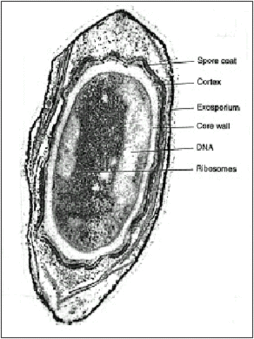 Descubrimiento de endoesporas por Ferdinand Julius Cohn