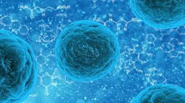 greater understanding of stem cells