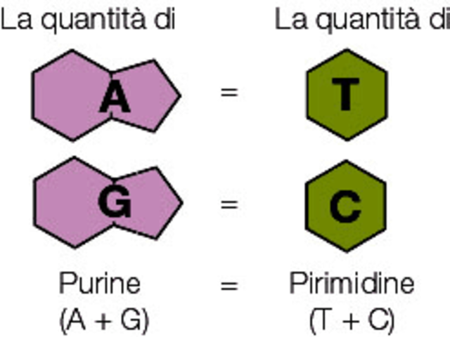 Le regole di Erwin Chargaff