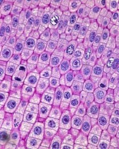 Scientists discover how to use human skin cells to create embryonic stem cells.