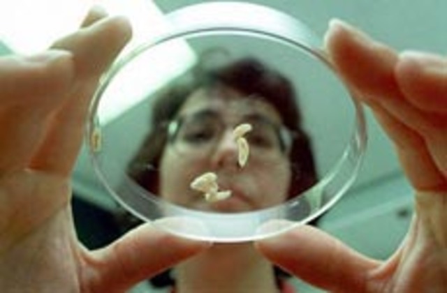 Steve Thomas used maggots for infectious wound treatment