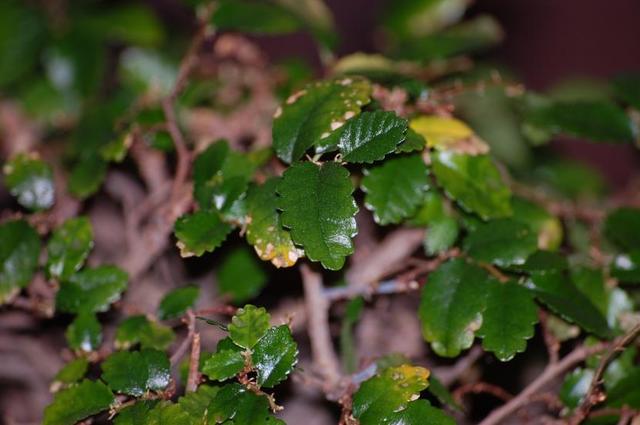 Hermanos Flores Magon