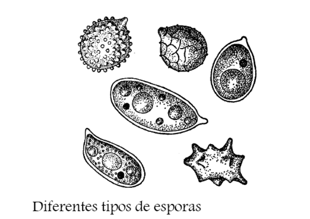 Giovanni Battista della Porta