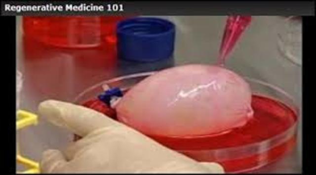 The first kidney was grown in vitro in the U.S.