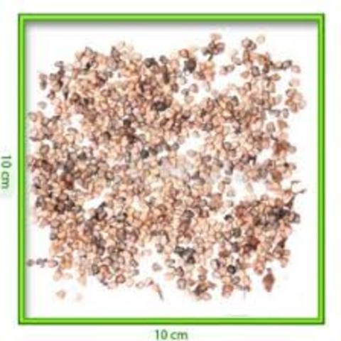 Época de queda de semente