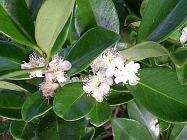 Época de floração