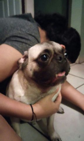 Adoptamos a mi mascota!