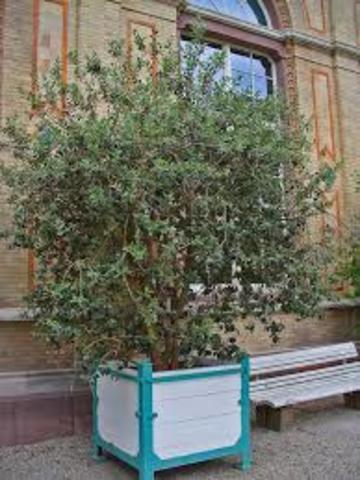 Port para plantio em campo