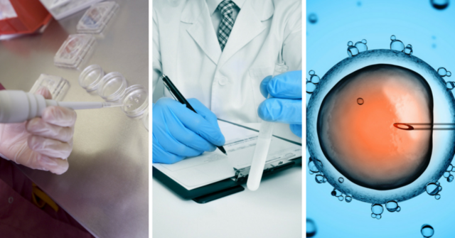 Primera inseminación en mamíferos