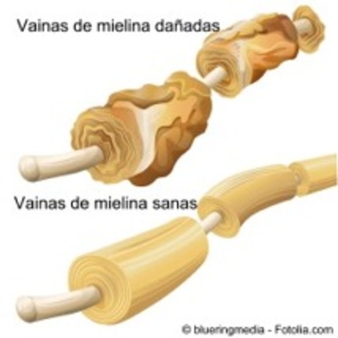 Descubrimiento de la neurona