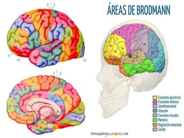 Áreas de Brodman