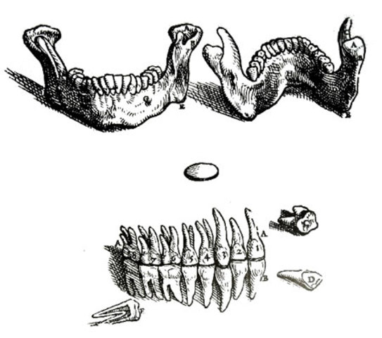 Inicio de la oclusión