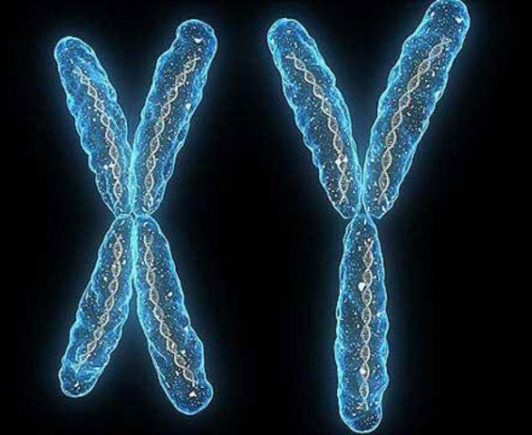 DESCUBRIMIENTO DE LOS CROMOSOMA