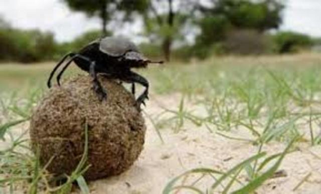 Escarabajo Pelotero. Mas aportes