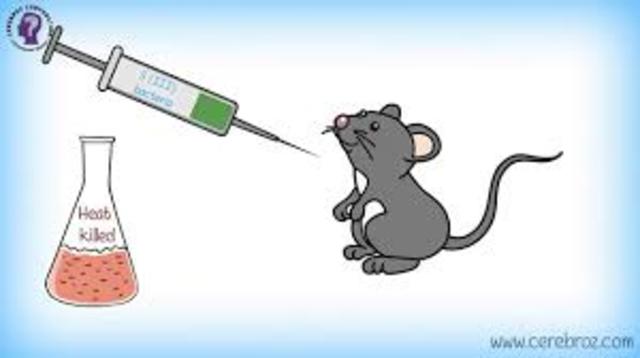 EXPERIMENTO DE GRIFFITH