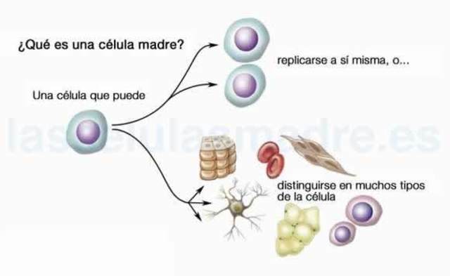 CÉLULAS MADRE