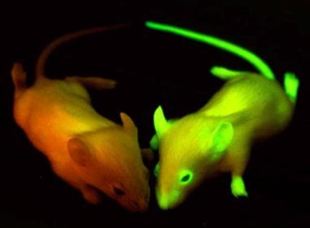 ORGANISMOS TRANSGÉNICOS