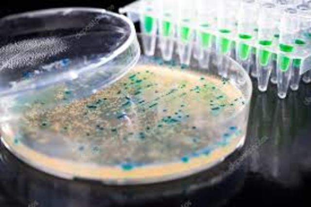 CLONACION DE BACTERIAS