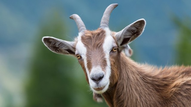 Domestication of Goats