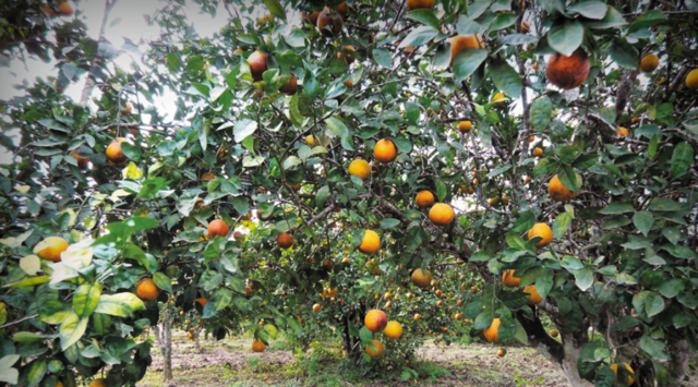 STAGE 1: THE HARVEST OF SMALL IMMATURE ORANGES