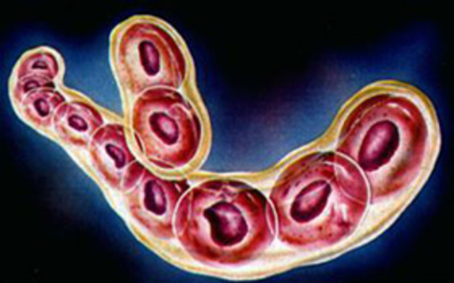 Hanno origine, finalmente, i primi esseri complessi e pluricellulari