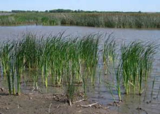 Le piante colonizzano le terre emerse