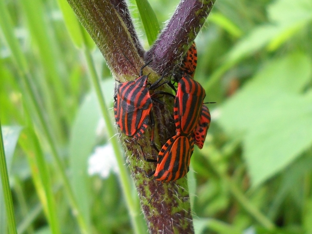 Gli artropodi e gli insetti seguono la colonizzazione delle piante