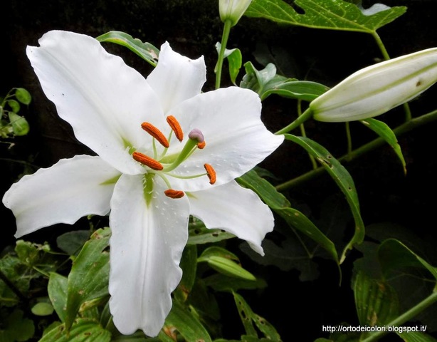 Le prime piante da fiore fanno la loro comparsa sulla terra (Angiosperme)
