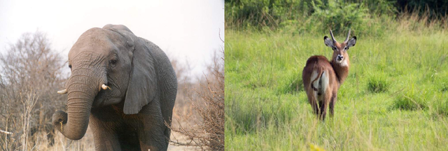 Elefanti e antilopi popolano le savane