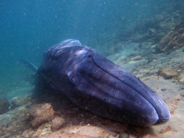 I cetacei colonizzano i mari