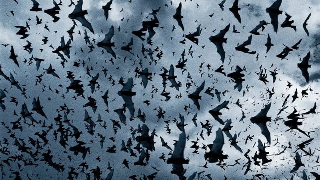 I pipistrelli conquistano l'aria