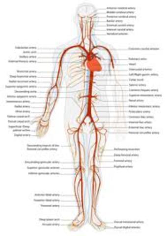 Veins and arteries
