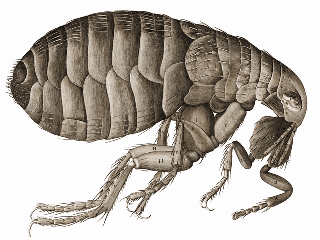 Plague fleas are discovered using a microscope