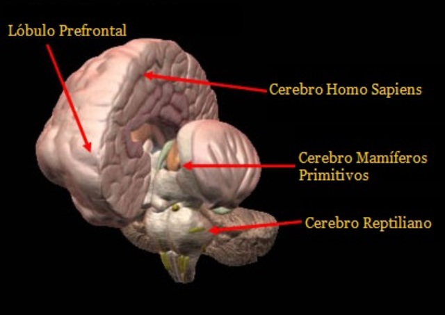 Evolución del cerebro