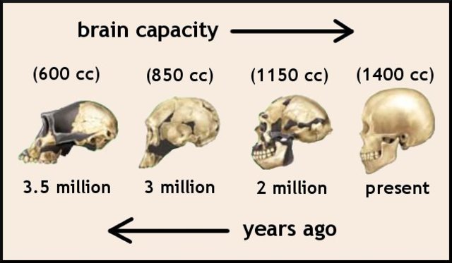 ¿Cuándo surgió el primer cerebro y en qué organismo?