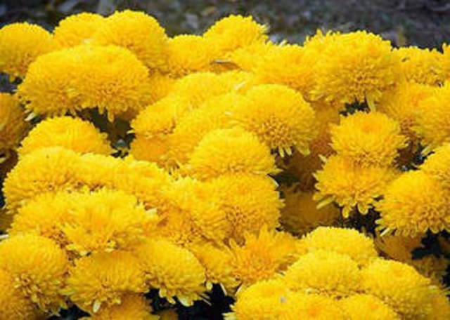 The First Insecticide