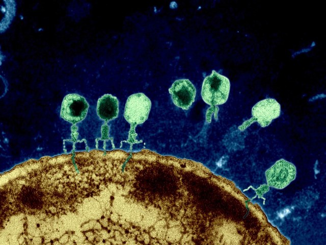 Discovery of Phages and bacteria