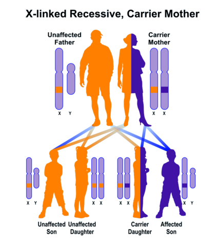 Linkage of Genes to Hereditory Disorders