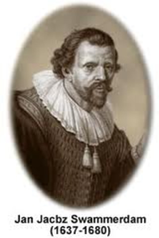 Jan Swammerdam