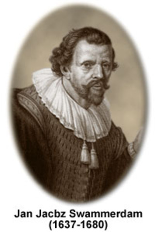 Jan Swammerdam