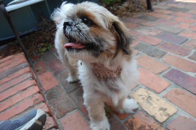 Lost first childhood pet