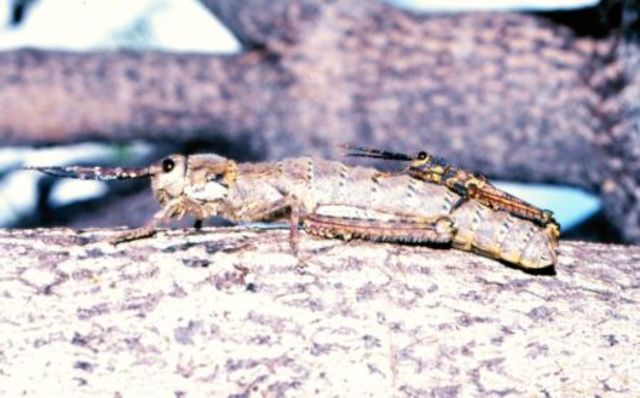 Acrostira euphorbiae (Saltamontes del Remo)