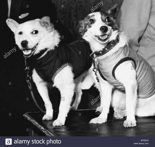 Belka and Strelka
